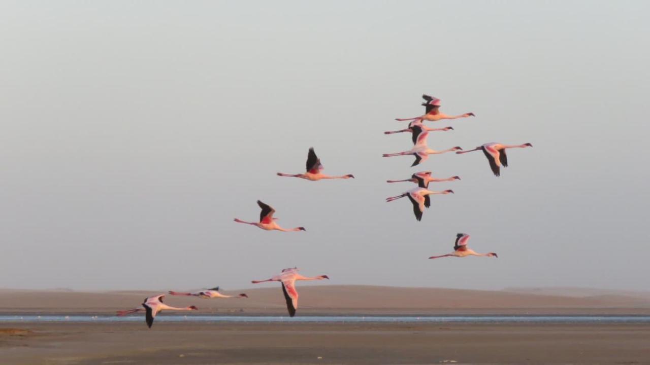 Appartamento Lagoon View Self Catering Walvis Bay Esterno foto